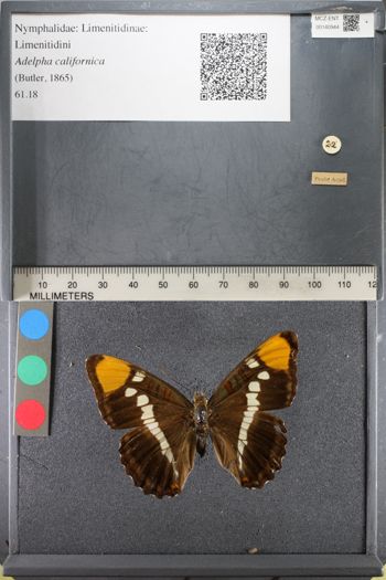 Media type: image;   Entomology 140944
